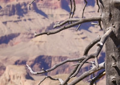 Lone Tree at Grand Canyon