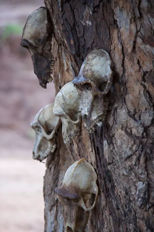 Hadzabe baboon skulls