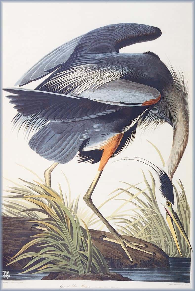 Great Blue Heron, James Audubon (1820s)