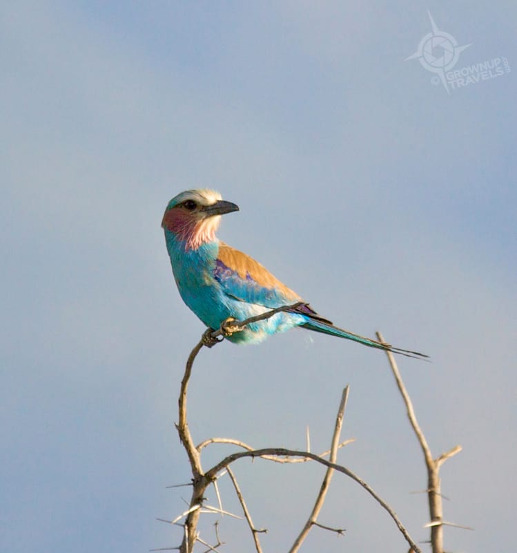 Lilac_breasted roller