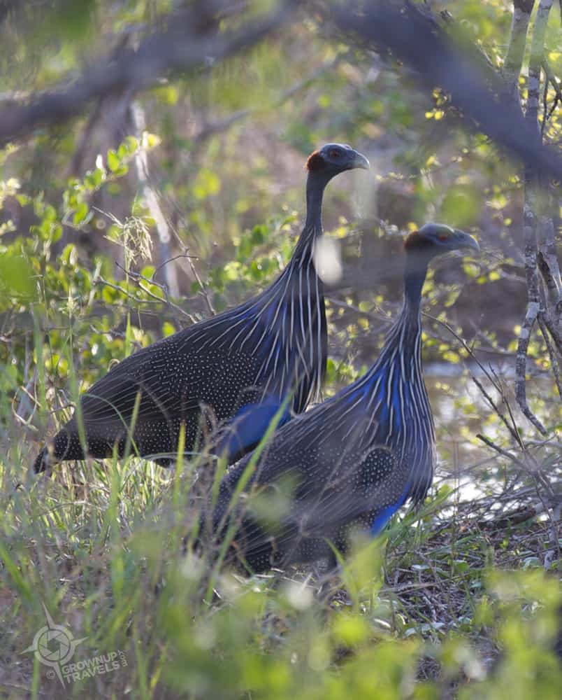 Vulturine Guinea Fowl