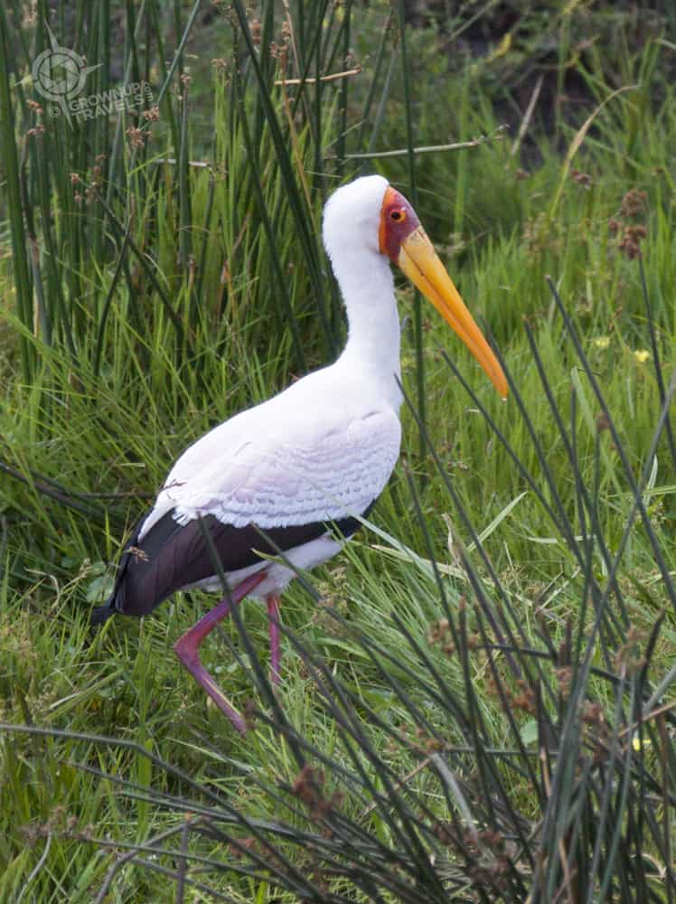 Yellow-billed stork