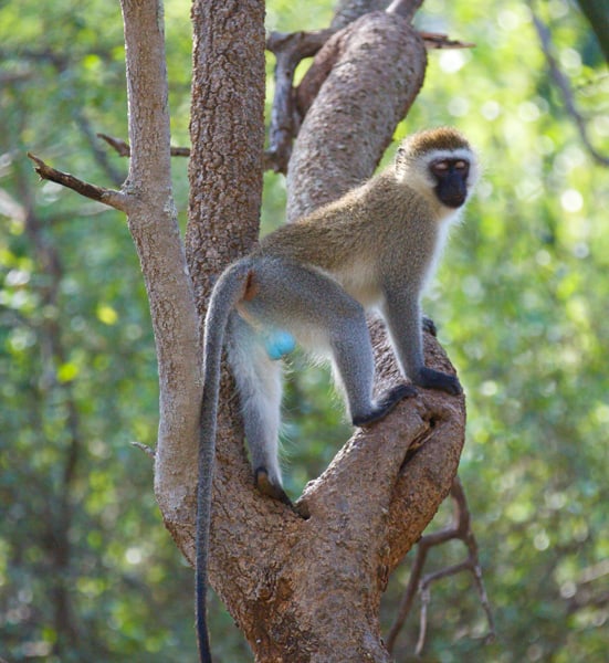 Vervet monkeys' colourful display