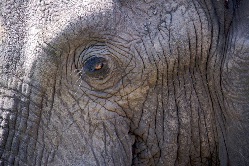 How close is too close on safari in Tanzania?