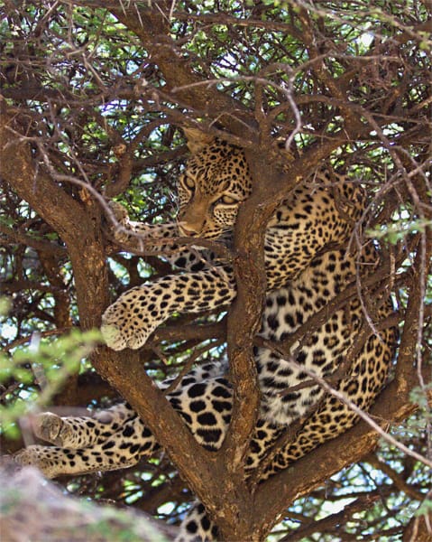 Even a zebra under this tree didn't know the leopard slept above.