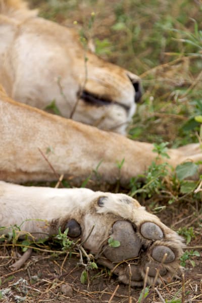 That paw can wreak havoc.