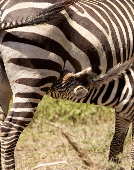 Stripes: not always a good choice in Tanzania