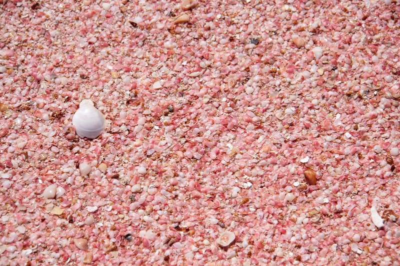 Pink shells give the beach its beautiful colour
