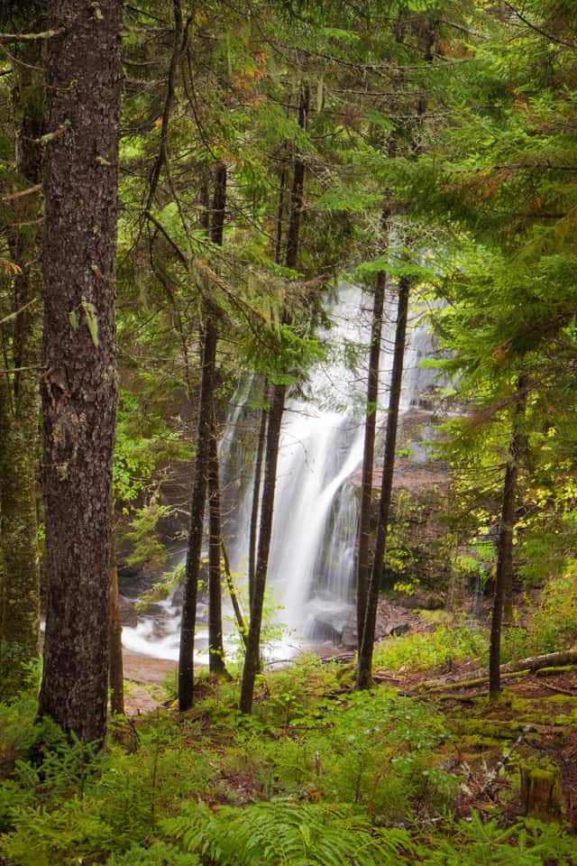 Foggy day on the Fundy Trail yielded super saturated colours