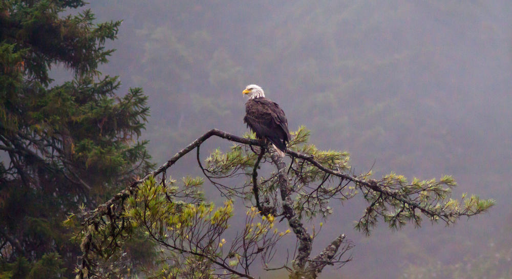 Fog provided the perfect backdrop for this majestic Bald Eagle on the Fundy Trail.  