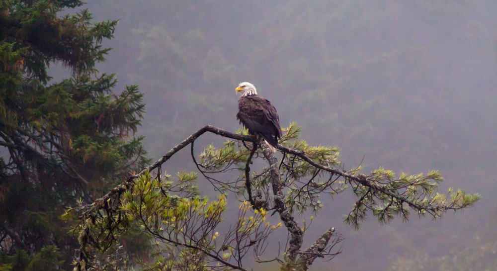 Fog provided the perfect backdrop for this majestic Bald Eagle on the Fundy Trail.
