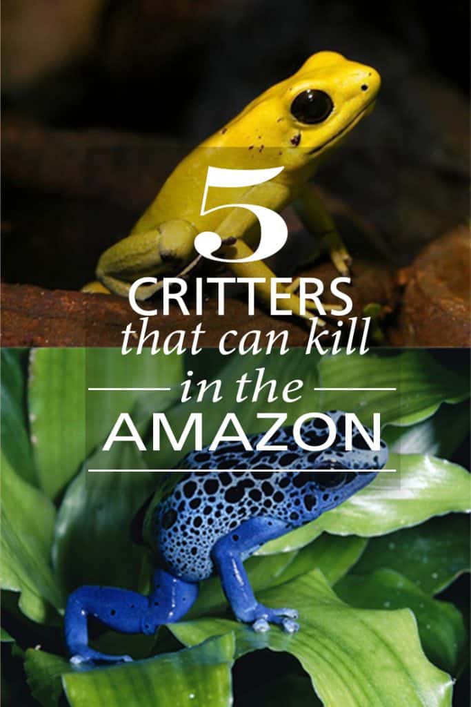 PINTEREST_Amazon 5