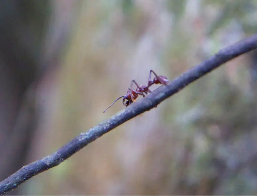Bullet Ant in the Amazon
