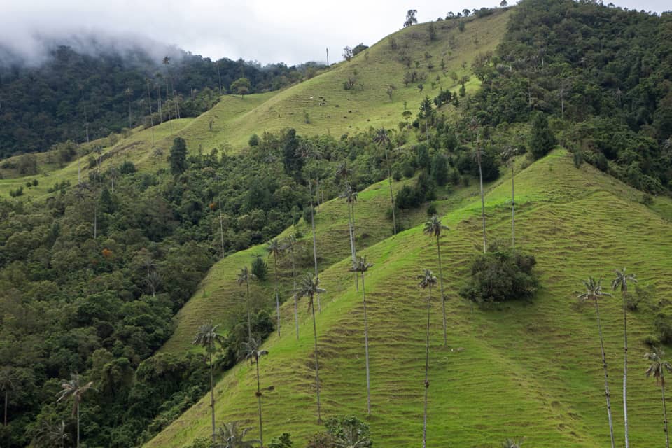 Cocora Valley is stunning and situated in a high altitude cloud forest.