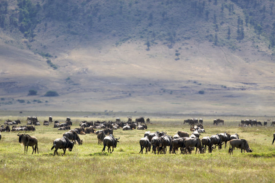 Ngorongoro Crater is a natural zoo unique in the world.