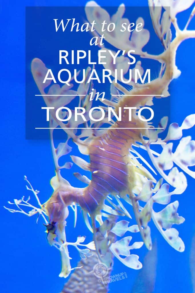 PINTEREST_Ripleys