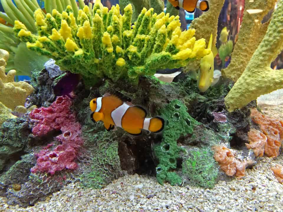 Finding Nemo