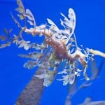 Magical Creatures of the Deep at Ripleys Aquarium