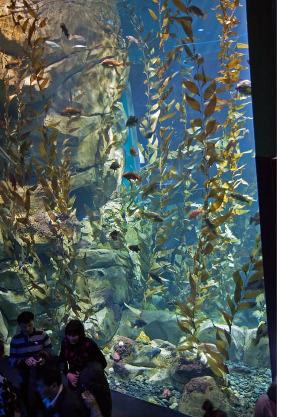 kelp tank