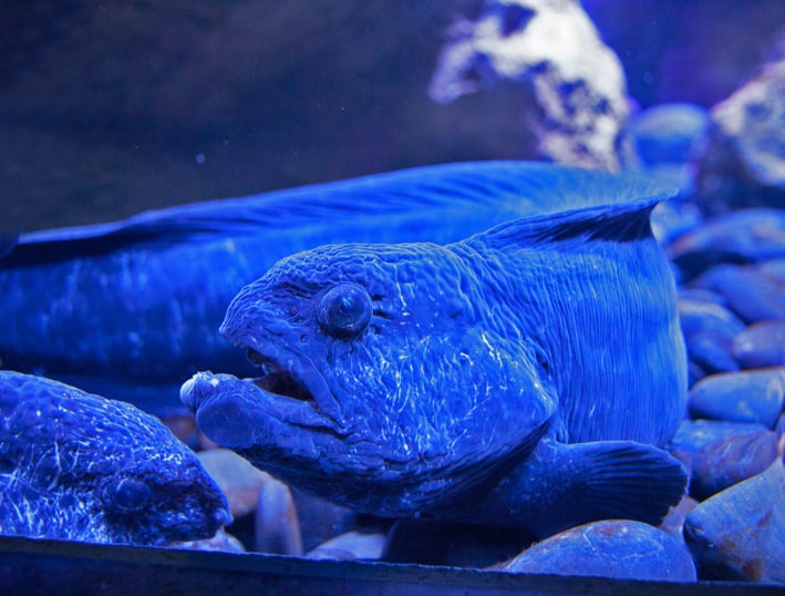 Moray eel