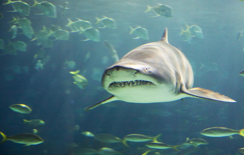This is as close as I plan to get to a shark (with several inches of glass in between)