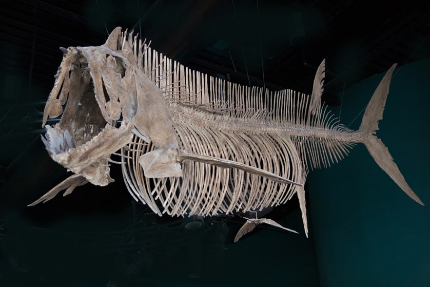 skeleton fish