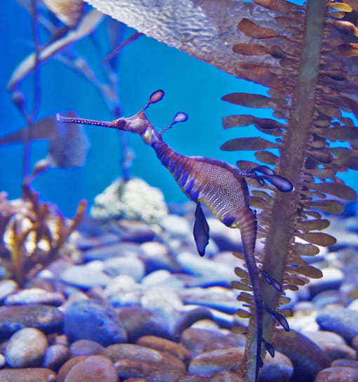 A delicate and beautiful Weedy Sea Dragon.