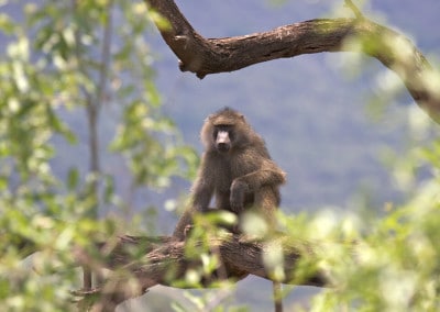 Tanzania Baboon