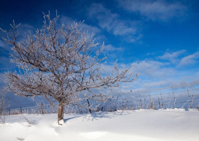 Ontario Ice covered tree