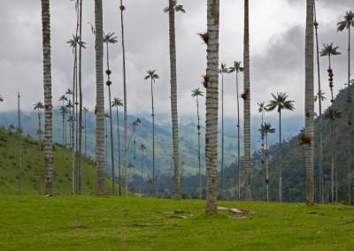 COCORA valley palms Colombia