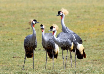 Tanzania Grey Crowned Cranes