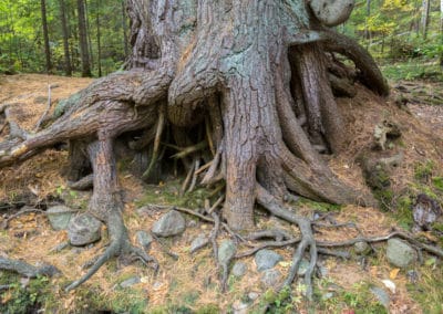 Duchesnay Falls Tree Roots