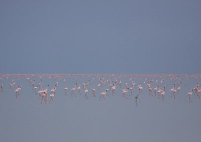 Tanzania Lake Manyara flamingos