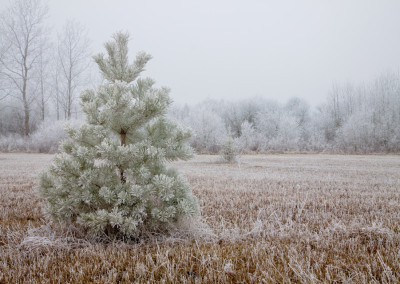 hoar frost on evergreen tree Caledon Ontario