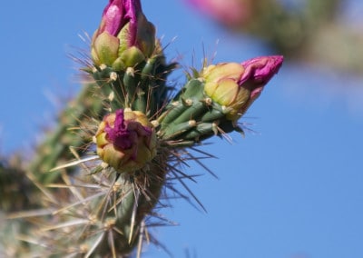 purple cactus flower with thorns closeup