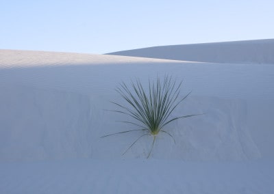 cactus on white gypsum sand dune New Mexico