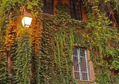 Rome Trastevere ivy-covered building