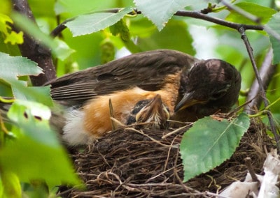 Ontario Robins nest