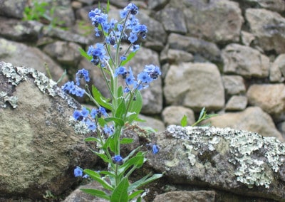 closeup blue flowers on stones Machu Picchu Peru