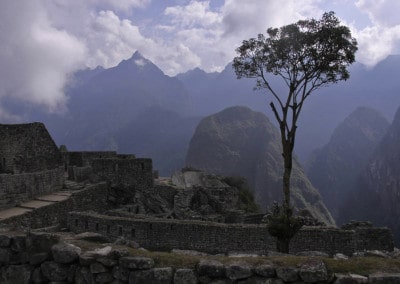 lone tree atop Machu Picchu Peru
