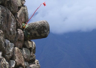 bromeliad stem on stone house Machu Picchu Peru
