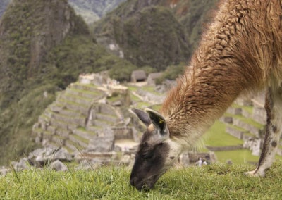 closeup llama grazing Machu Picchu Peru
