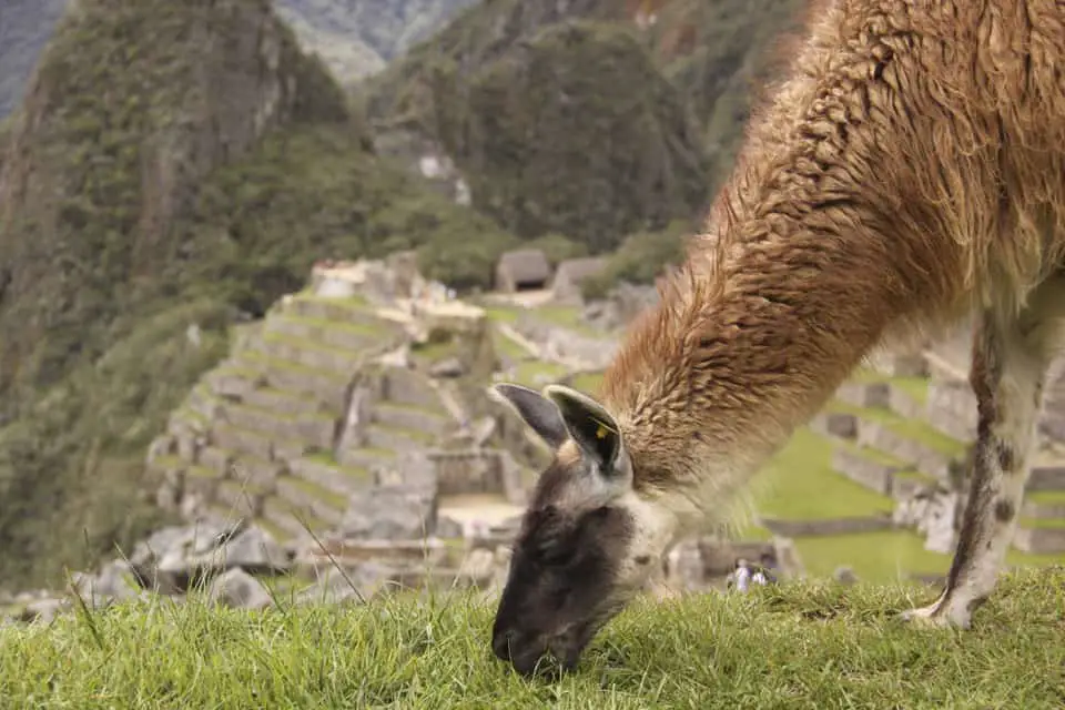 Peru llama grazing