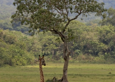 Tanzania Arusha Reclining Giraffe