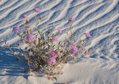 purple flowers on white sand dunes New Mexico