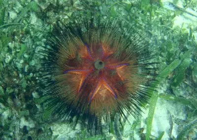Zanzibar Pongwe beach sea urchin underwater