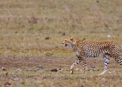 Tanzania cheetah