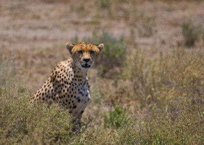 Tanzania Cheetah hiding