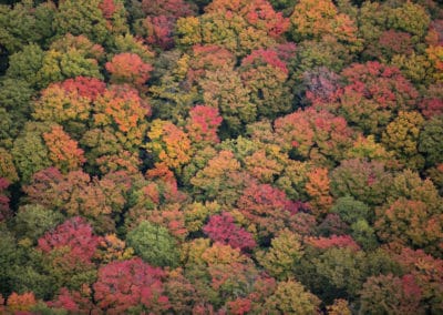 colourful treetops like broccoli Grey County