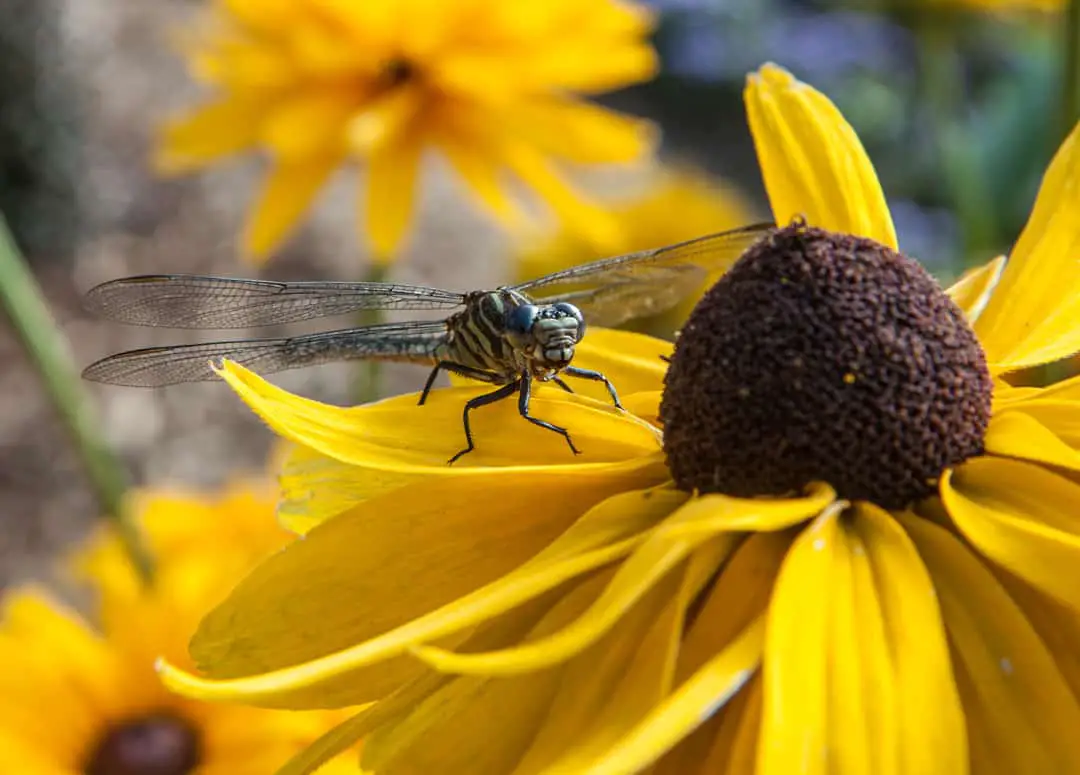 Montreal Botanical Gardens dragonfly